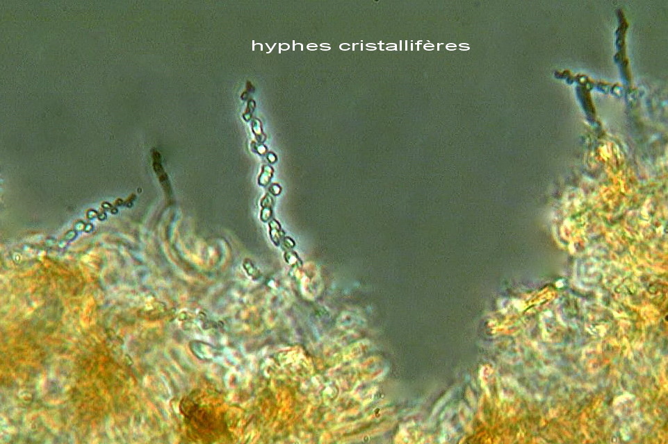 Phellinus da determinare - foto 5985